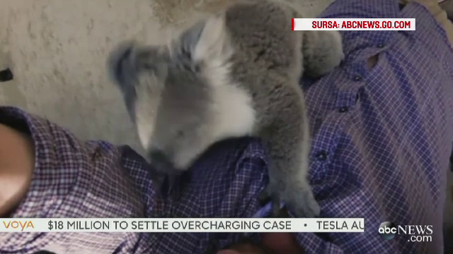 Imagini adorabile cu un pui de urs koala. Ce a facut animalutul cand a fost mutat intr-un nou tarc, la gradina zoologica