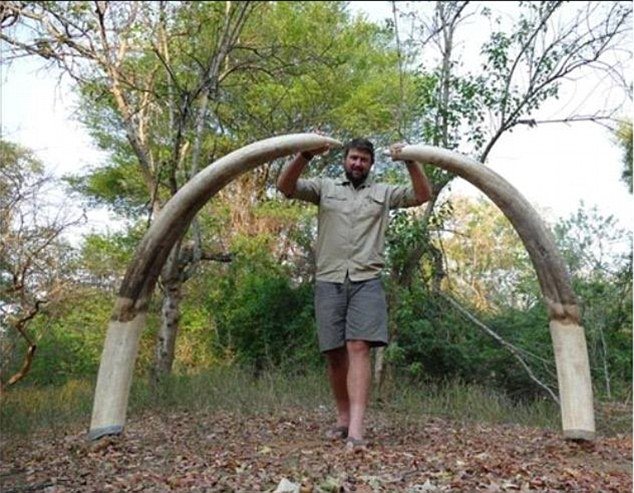 elefant Zimbabwe