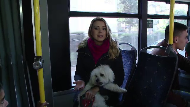Orasul din Romania unde cainii pot calatori cu autobuzul, daca au bilet. Regulile pe care trebuie sa le respecte stapanii