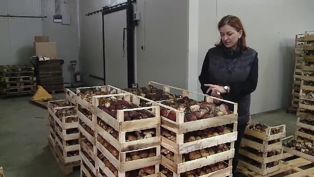 Producatorii romani trimit tone intregi de hribi in Europa. Cat platesc strainii pentru ciupercile crescute in Romania