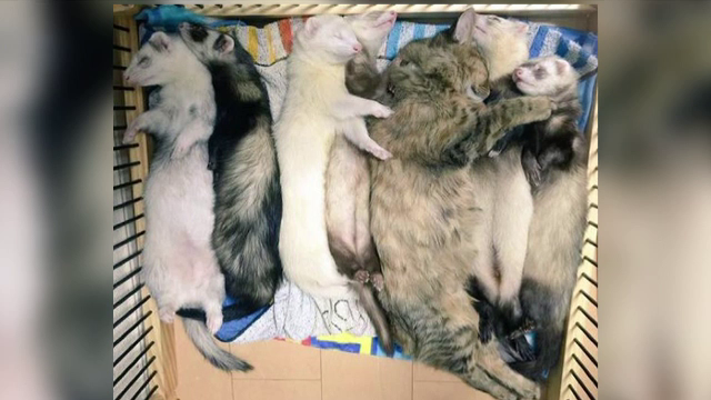 Komari, pisica din Japonia care se crede dihor. Imaginile amuzante au devenit viral pe internet. VIDEO