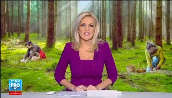 Producatorii romani trimit tone intregi de hribi in Europa. Cat platesc strainii pentru ciupercile crescute in Romania