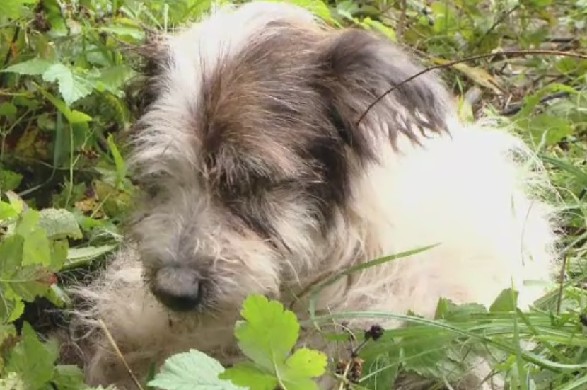 Pompierii din Timisoara au salvat un catel care agoniza de mai multe zile, pe malul unui lac. A fost botezat Max