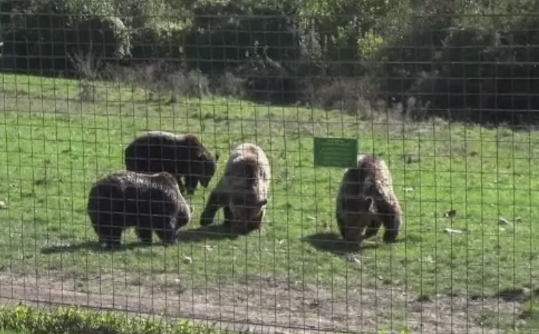Petrecerere la rezervatia de ursi din Zarnesti. O actrita celebra din "Harry Potter" a fost prezenta la aniversare