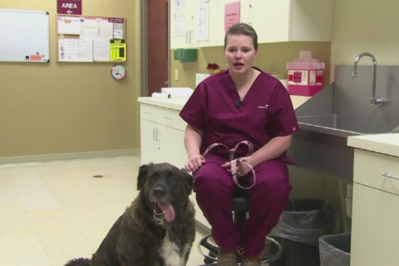 O catelusa din Statele Unite i-a salvat viata stapanei sale. Cum a alertat-o ca sufera de cancer la san