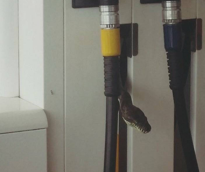 Un australian a avut parte de o surpriza, la o benzinarie. Unde a descoperit ascuns un sarpe de 2 metri