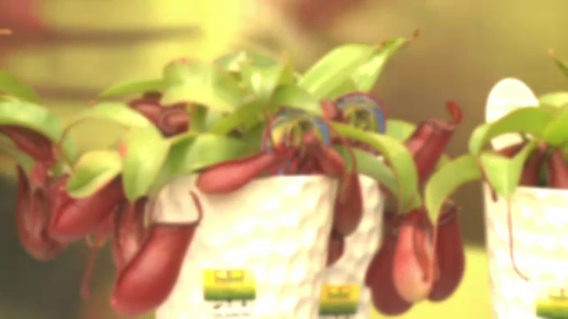 Prind insectele din casa si pot fi hranite cu bucati de carne. Cat costa o planta carnivora si cum trebuie ingrijita