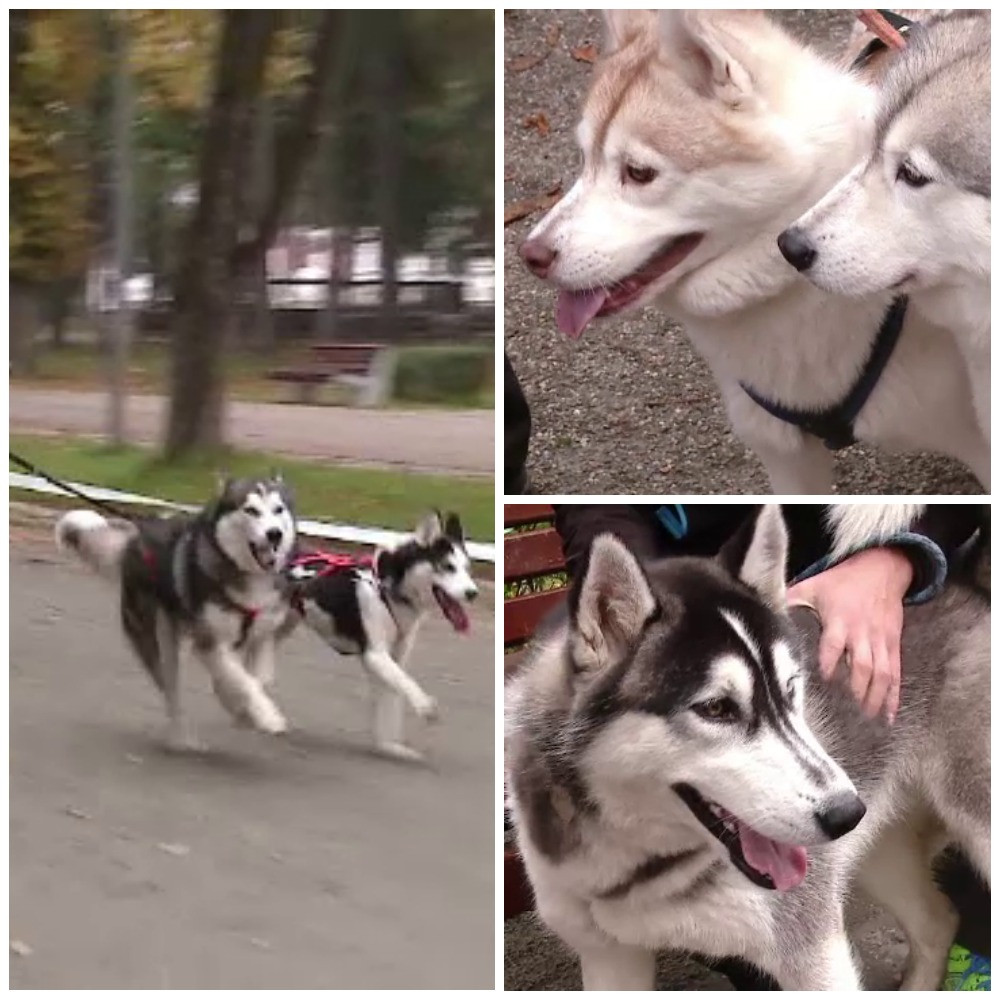 Zeci de caini Husky, Samoyed si Malamut, la concursul canin din Cluj. Competitia a atras sute de admiratori ai acestor rase