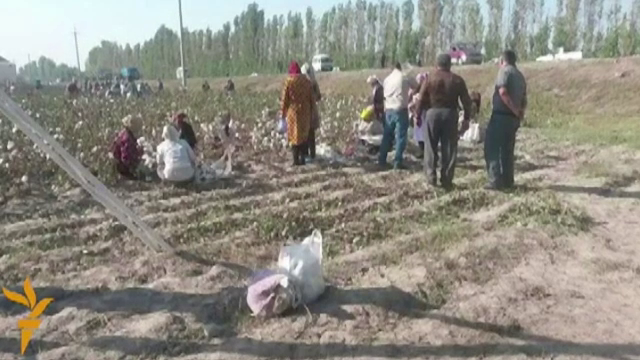 Locuitorii unui sat din Uzbekistan, obligati sa lipeasca la loc bumbacul abia cules de pe camp. Care este motivul