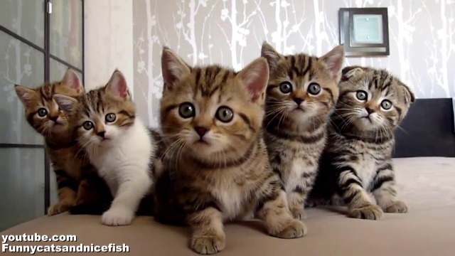 Pisicile ce "danseaza" la indicatiile stapanei, care au cucerit internetul. VIDEO