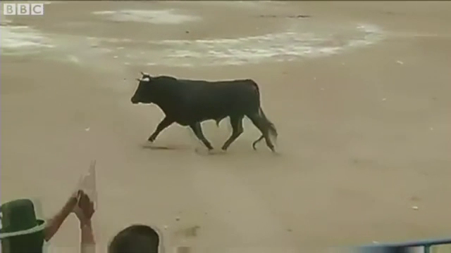 Clipe de cosmar in timpul unei coride din Peru. Un taur a urcat infuriat in tribunele pline cu spectatori. VIDEO