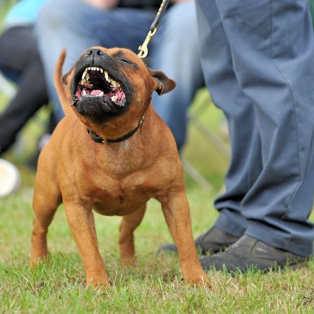 Atacata de un caine scapat din lesa, in plina strada. Ce s-a intamplat cu tanara dupa ce a fost muscata de ambele picioare