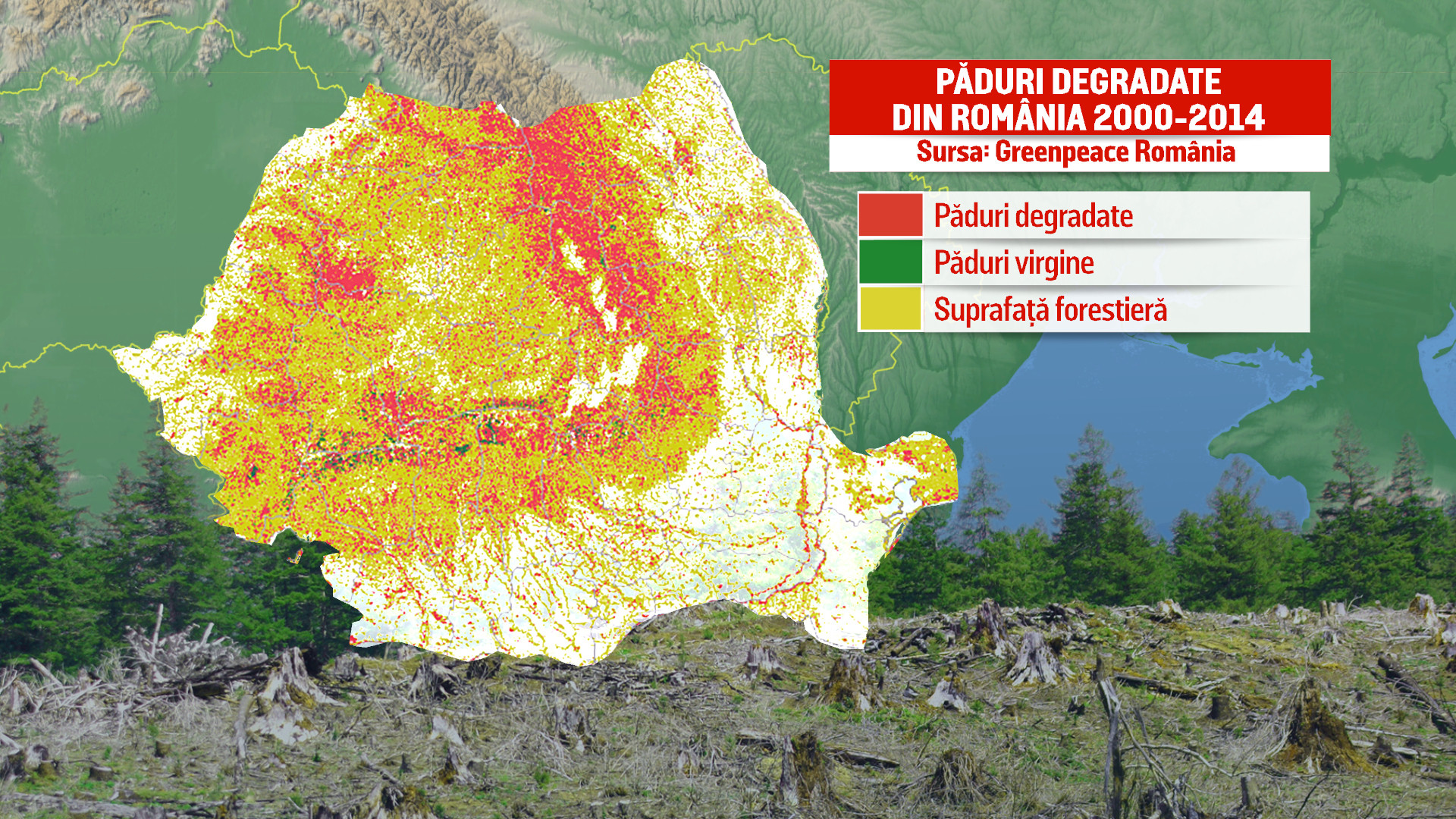 Romania, in cea mai grava criza a padurilor din ultimii 25 de ani. Judetele din topul Greenpeace al defrisarilor ilegale