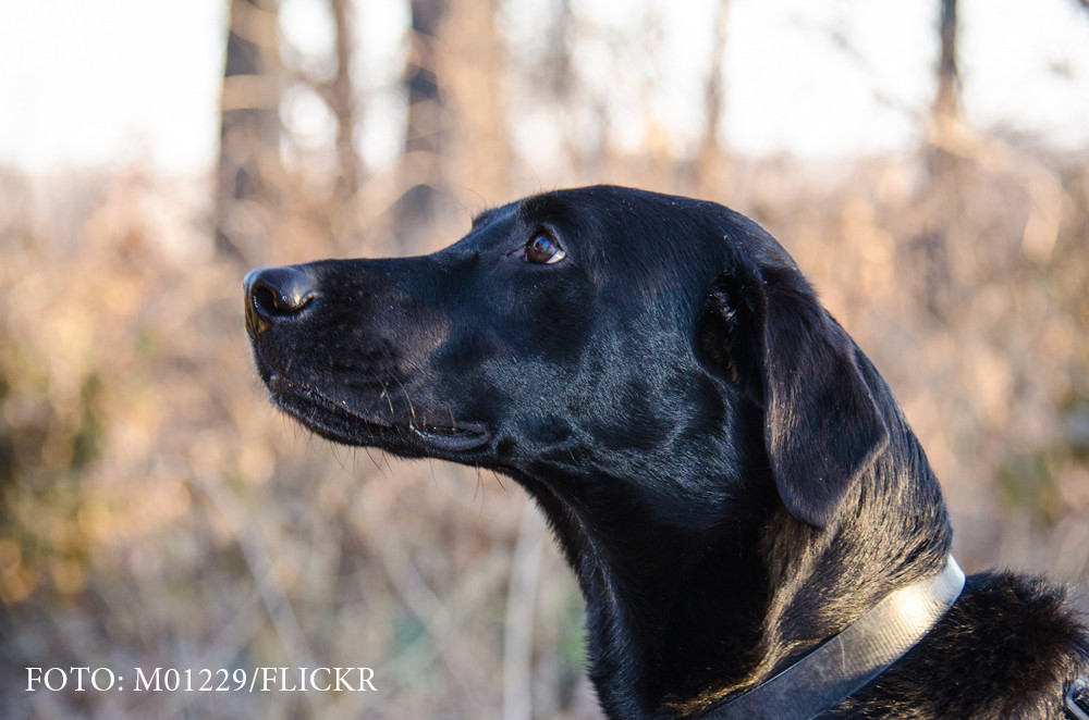 Un caine si-a impuscat stapanul la vanatoare, in Rusia. Ce pedeapsa a primit animalul