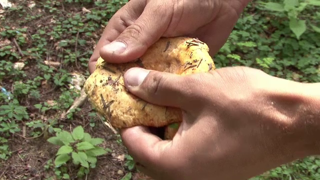 O familie din Prahova, la un pas de moarte dupa un "ospat" cu ciuperci otravitoare. Una din victime a ajuns in coma la spital