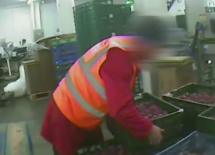 Muncesc 16 ore pe zi si sunt platiti cu salariul minim. Cum sunt abuzati romanii care lucreaza in ferme din Marea Britanie