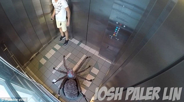 Farsa cu paianjenul urias care apare de dupa zid sau se ascunde in lift. Cum reactioneaza oamenii cand il vad. VIDEO