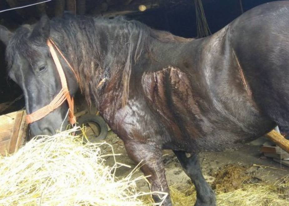 Cruzime de nedescris in Maramures. Doua "bestii" au chinuit cu drujba si securea un cal, pentru a se razbuna pe stapan