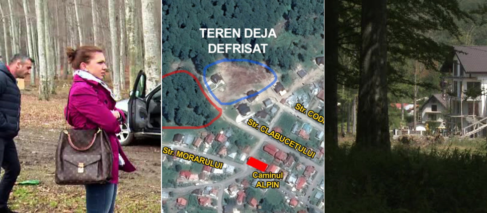 Padurea transformata in cartier prin “copy-paste”. Cum a implicat-o primarul din Busteni pe Simona Halep intr-o defrisare ilegala fara voia ei