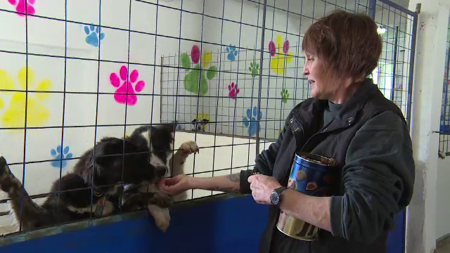 O nemtoaica din Alba a salvat intr-un an zeci de animale fara adapost. Cum arata centrul pe care l-a amenajat intr-un grajd