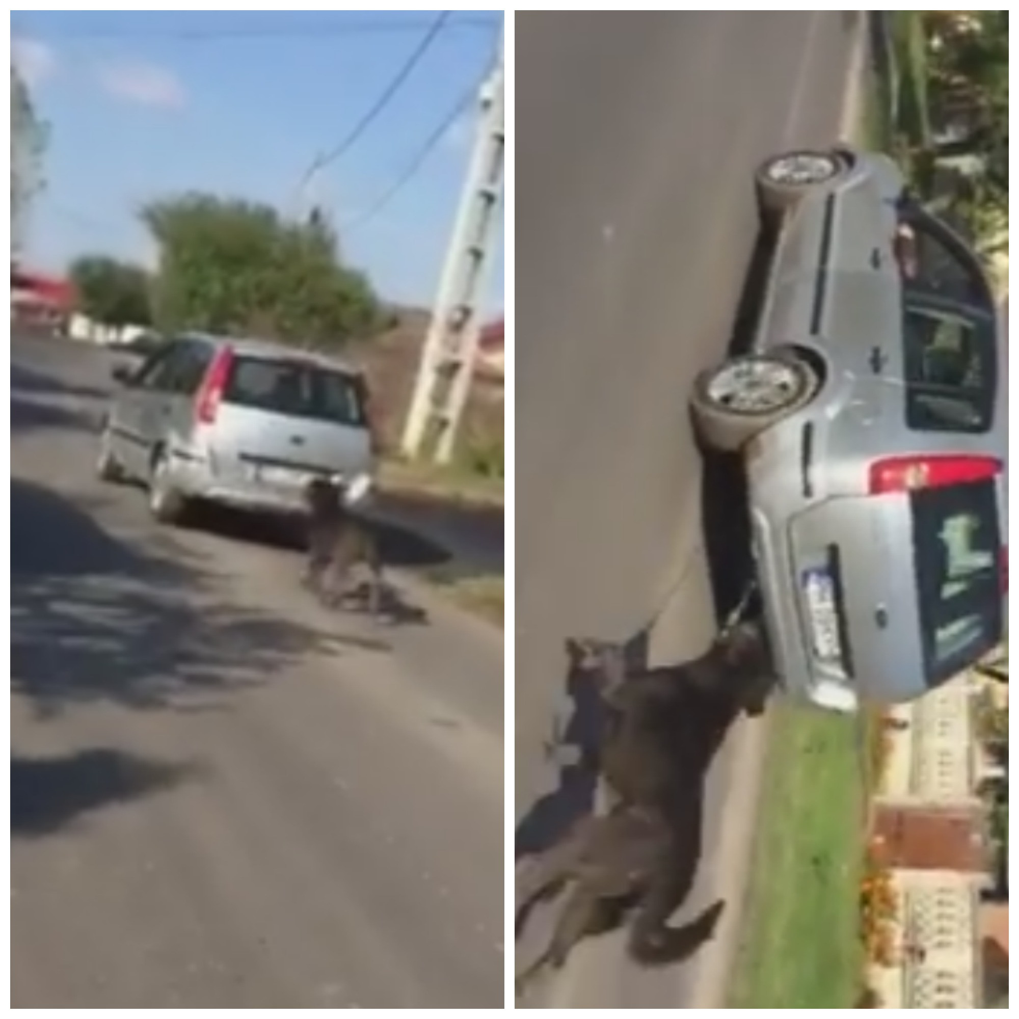 Cum a inteles un barbat din Ilfov ca trebuie sa-si scoata cainele la plimbare. Cruzimea lui a starnit revolta tuturor: VIDEO