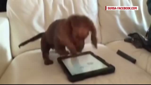 Cum reactioneaza un catel atunci cand vede pe tableta stapanului un joc creat special pentru un patruped