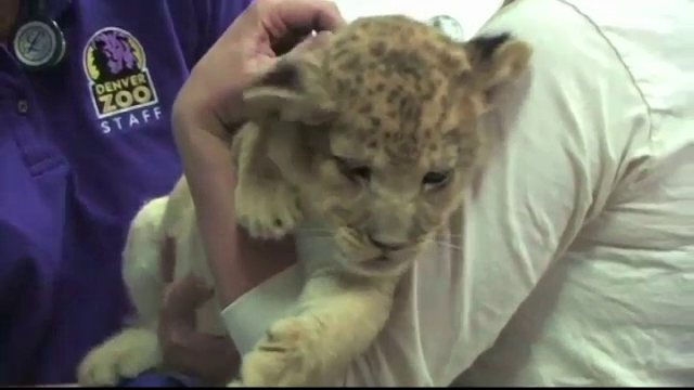 Primii pui de leu nascuti la o gradina zoologica din Denver in ultimii 10 ani au trecut pe la veterinar. Cum vor fi numiti