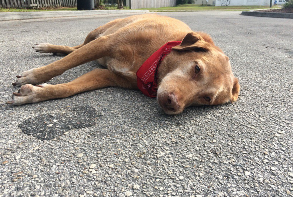 A fost supranumit "cel mai loial caine". Ce a facut acest catel dupa ce stapana lui a fost ucisa de un sofer care a fugit
