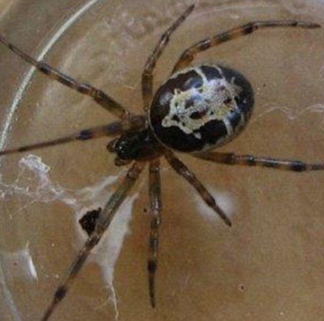 Patania prin care a trecut un britanic, dupa ce s-a "intalnit" in cada cu un paianjen urias. FOTO