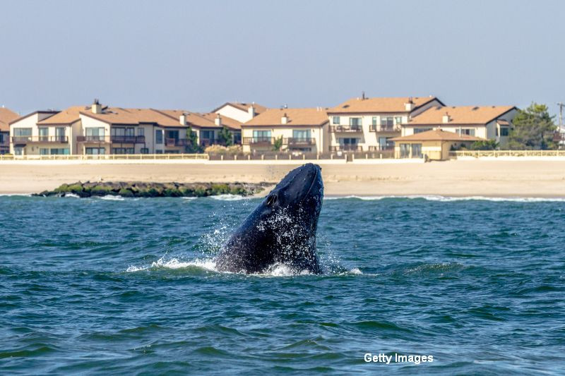 Cinci persoane au murit, dupa ce un vas de observare a balenelor s-a scufundat in vestul Canadei. FOTO