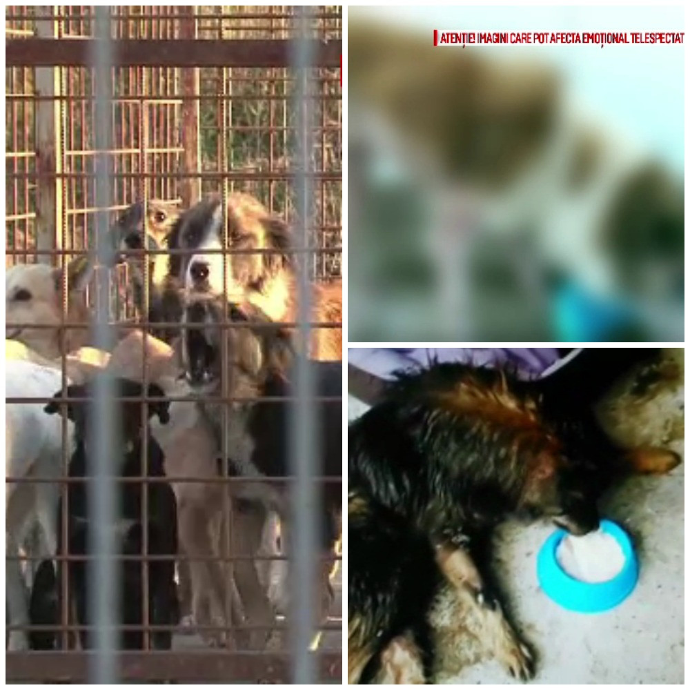 Imagini tulburatoare, cu caini chinuiti si infometati in adapostul din Moinesti. Replica primariei: "Ce se intampla e legal"