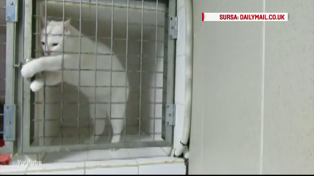 Imagini surprinse de camera de supraveghere. In cat timp reuseste pisica sa evadeze din cusca incuiata