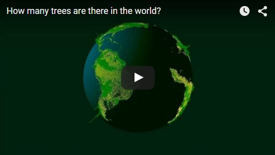 VIDEO. Cati copaci sunt in intreaga lume?