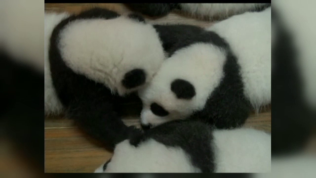 Sase perechi de ursi panda gemeni s-au nascut in China in ultimele 4 luni. Imaginile impresionante surprinse la ZOO