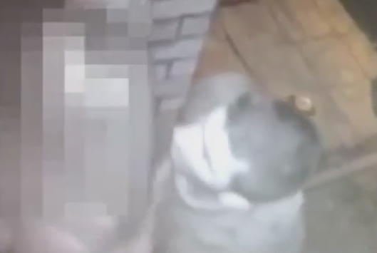 Moment de groaza pentru o tanara abuzata sexual chiar in fata usii casei. Camera de supraveghere a surprins momentul