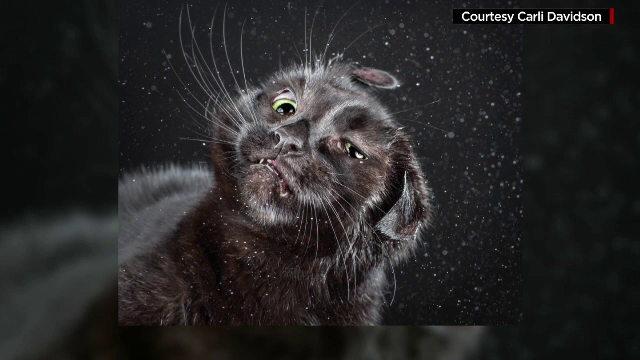 A cunoscut faima mondiala dupa ce a fotografiat zeci de pisici si a adunat pozele intr-un album. In ce ipostaze le-a surprins