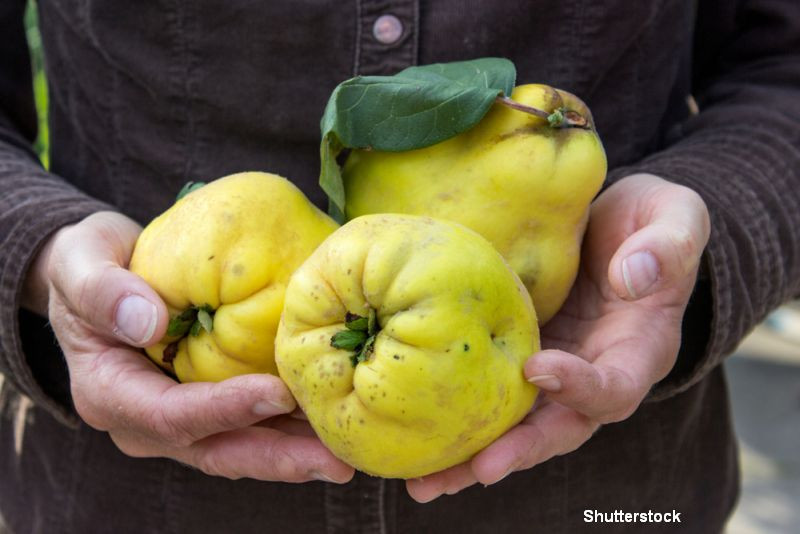 De ce gutuia este considerata un fruct minune