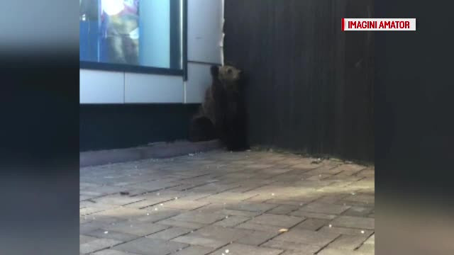Operatiunea de salvare a puiului de urs care s-a pierdut prin Brasov. Haituit de caini, a fost gasit in fata unui magazin