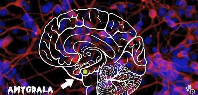 VIDEO Ce se intampla in creier cu cateva momente inainte sa mori?