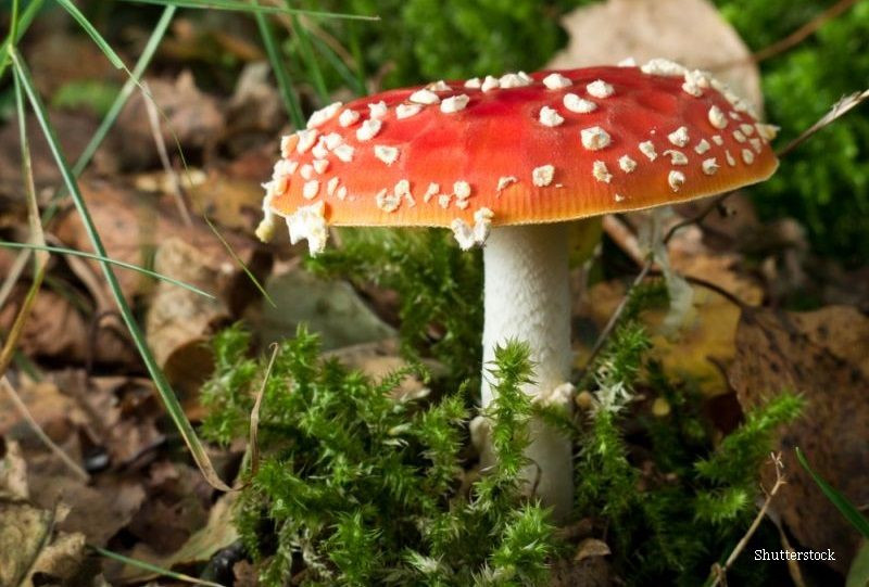 O ciuperca din Hawaii are un efect total neasteptat asupra femeilor. Ce li se intampla imediat dupa ce o miros