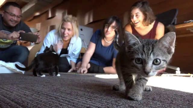 Pisicutele "Uber" au inveselit angajatii din 55 de orase americane. Cat costa o sesiune de joaca de 15 minute