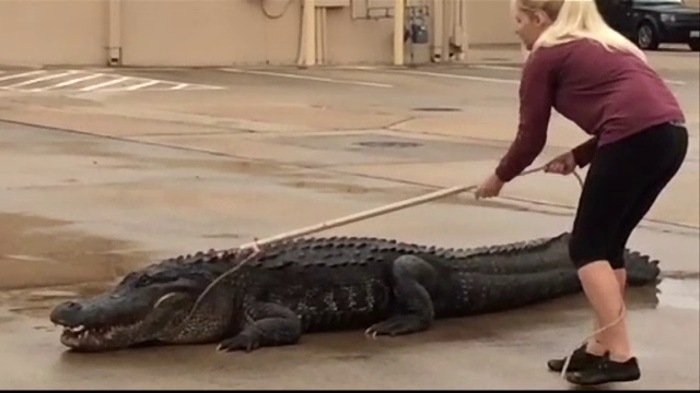 Pasiunea bizara a unei tinere din Texas. Este de profesie stomatolog, dar in timpul liber prefera sa prinda reptile