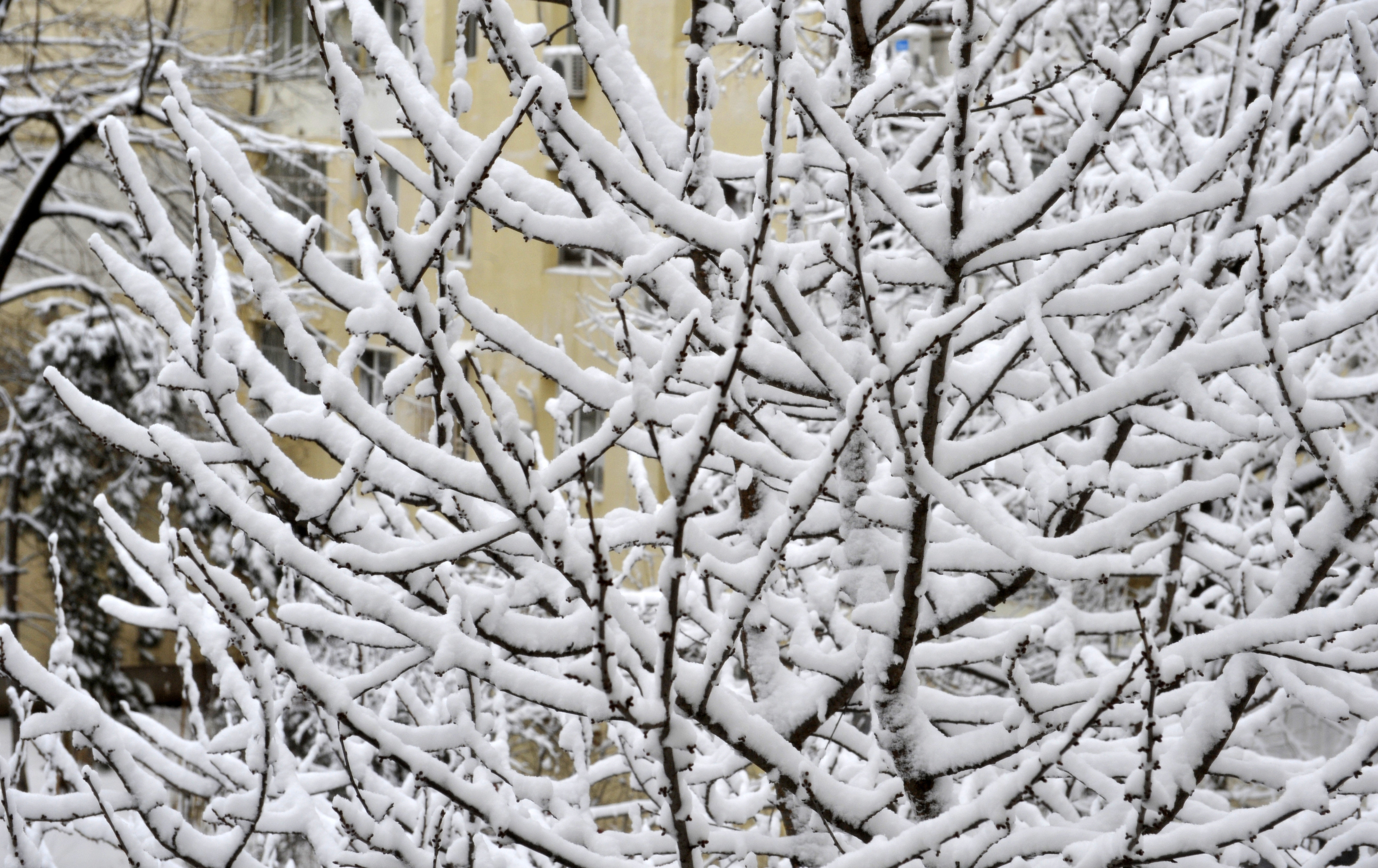 Cand vin ninsorile. Anuntul facut de meteorologi