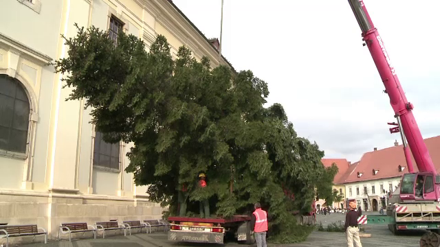 Cum arata bradul de 20 de metri care va fi instalat la Sibiu. Turistii au fost impresionati: "E uimitor! Noi n-avem asa ceva"