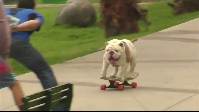 Buldogul Otto, pasionat de skateboarding, e in Cartea Recordurilor. Cum arata cursa cu obstacole in care s-a dat cu placa