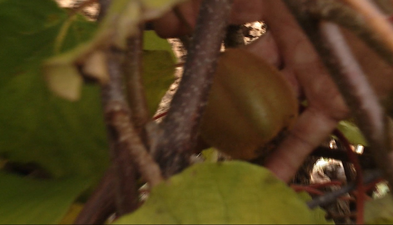 Kiwi de Transilvania. Fructul exotic da roade de ani de zile pe Dealul Feleacului si in Sebes