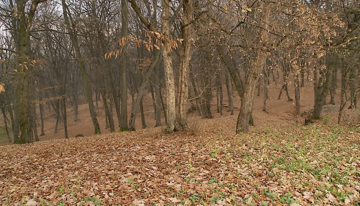 Descoperire socanta in padurea Hoia din Cluj. Doi barbati au gasit un craniu uman