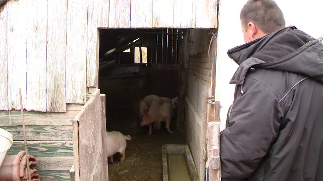 Fermierii au dat startul ofertelor de Craciun la carnea de porc. Cat costa anul acesta un kilogram