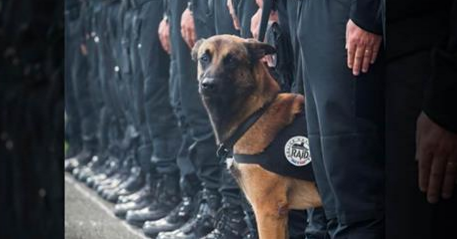 Vladimir Putin, impresionat de moartea cainelui Diesel in raidul din Paris. Rusia doneaza Frantei un pui de ciobanesc german