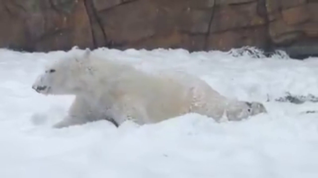Cum a reactionat un urs polar dintr-o gradina zoologica din SUA la prima ninsoare. Imaginile au facut deliciul vizitatorilor